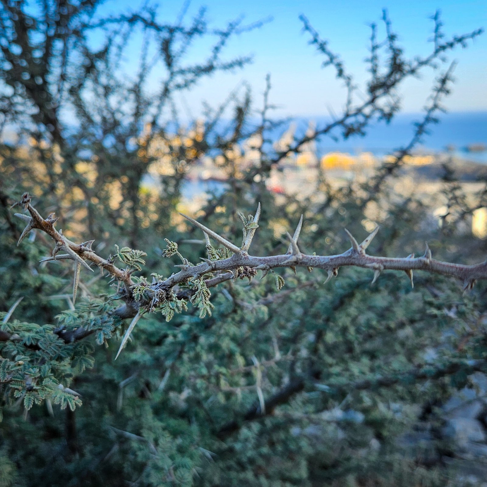 Close-up of sharp acacia thorns with small green leaves against blurred coastal background.