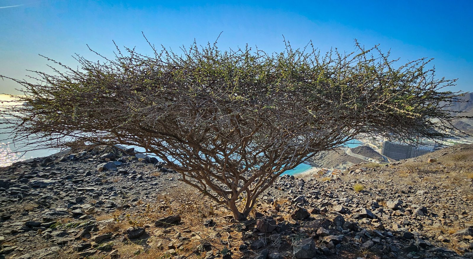 Large umbrella-shaped Acacia tree with thorny branches growing on rocky mountain slope overlooking coastal waters and development below.