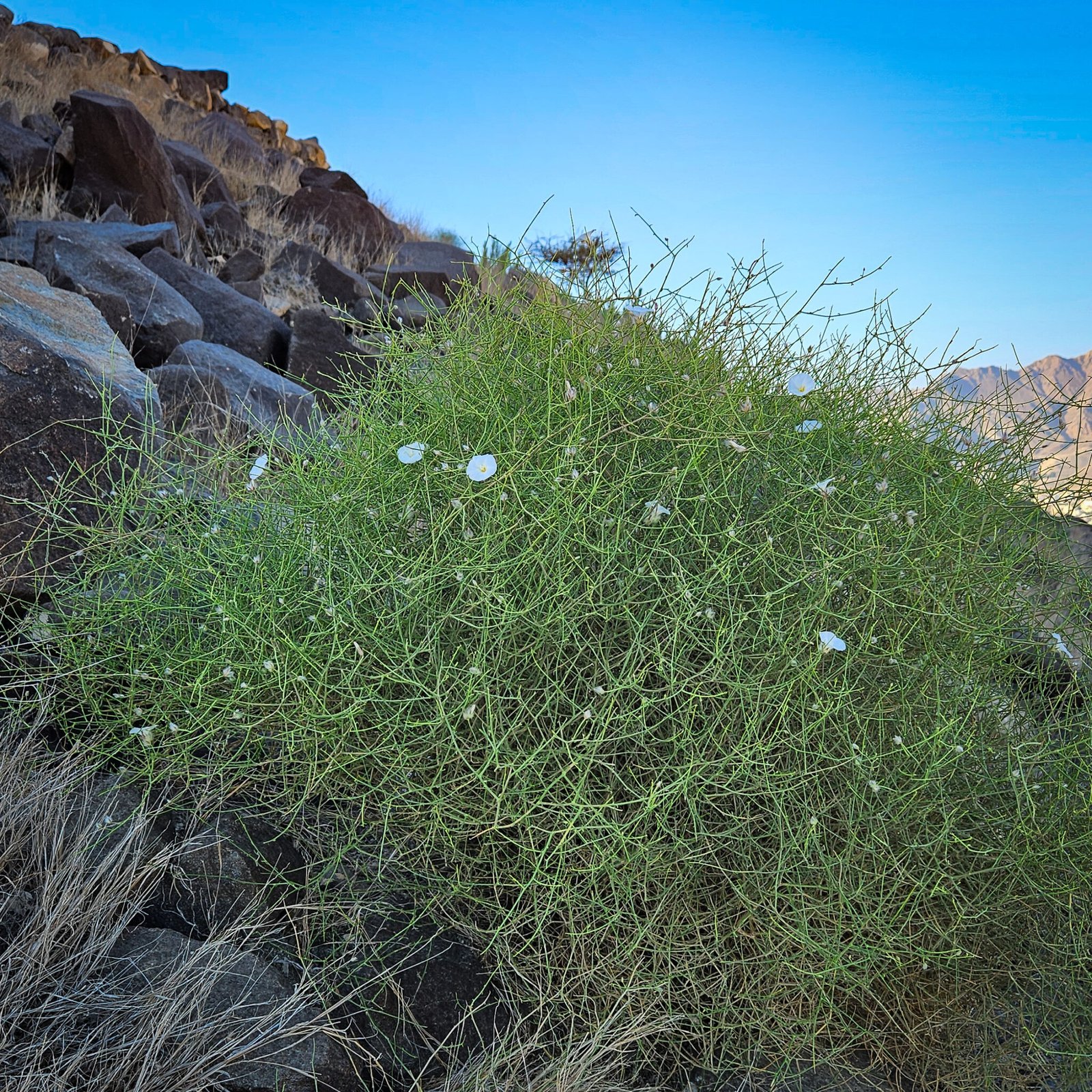 Green spiny bindweed plant with small white flowers growing among rocks with mountain backdrop.