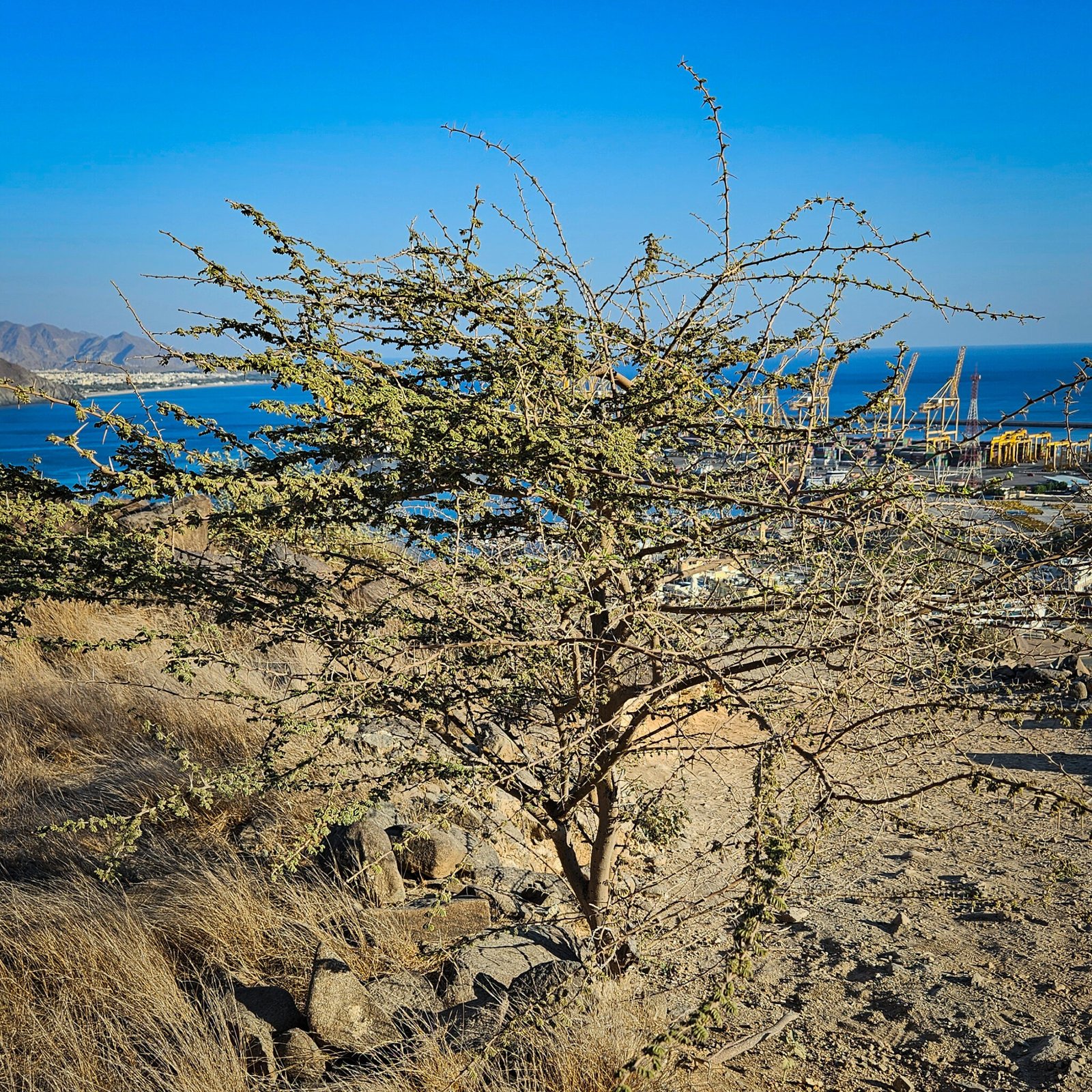 Thorny acacia tree growing on rocky terrain with Khorfakkan bay and port visible in the background.