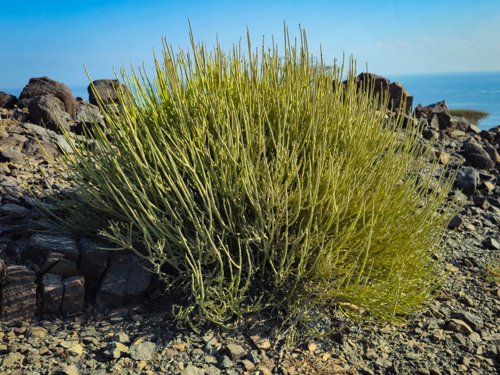 Tall spiky Euphorbia larica (Desert Spurge) plant with needle-like stems growing among dark rocks near coastline under blue sky.
