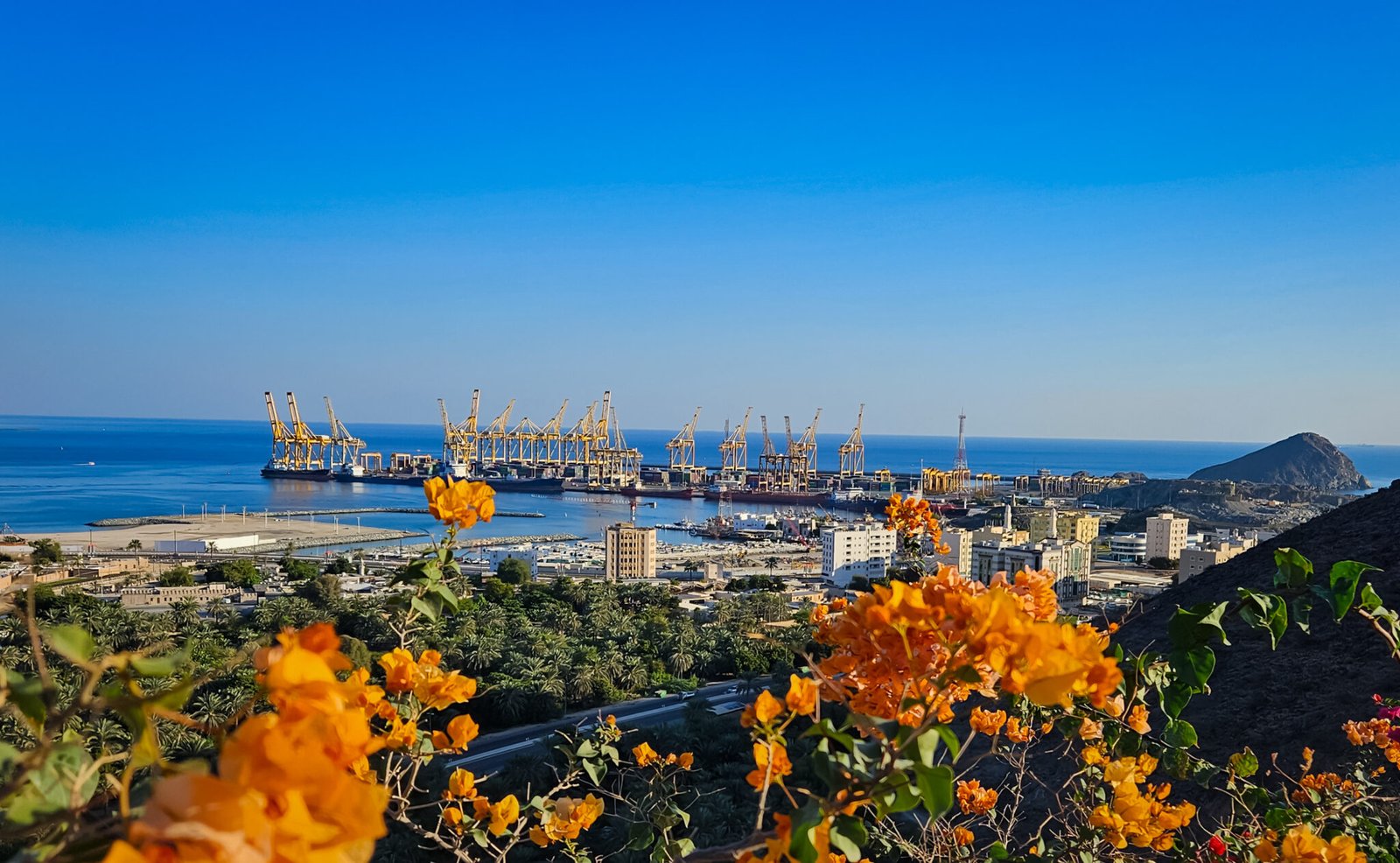 Panoramic view of Khorfakkan port with yellow container cranes, blue sea, Shark Island, and yellow bougainvillea flowers in foreground.