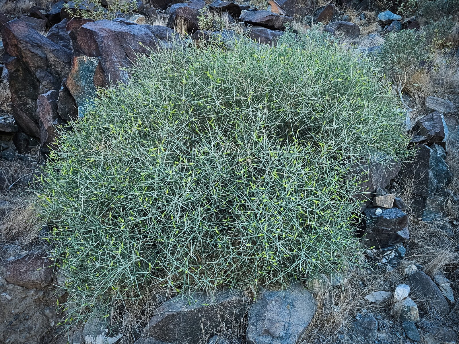 Green leafless Leptadenia pyrotechnica shrub growing among dark rocks in arid mountain environment.
