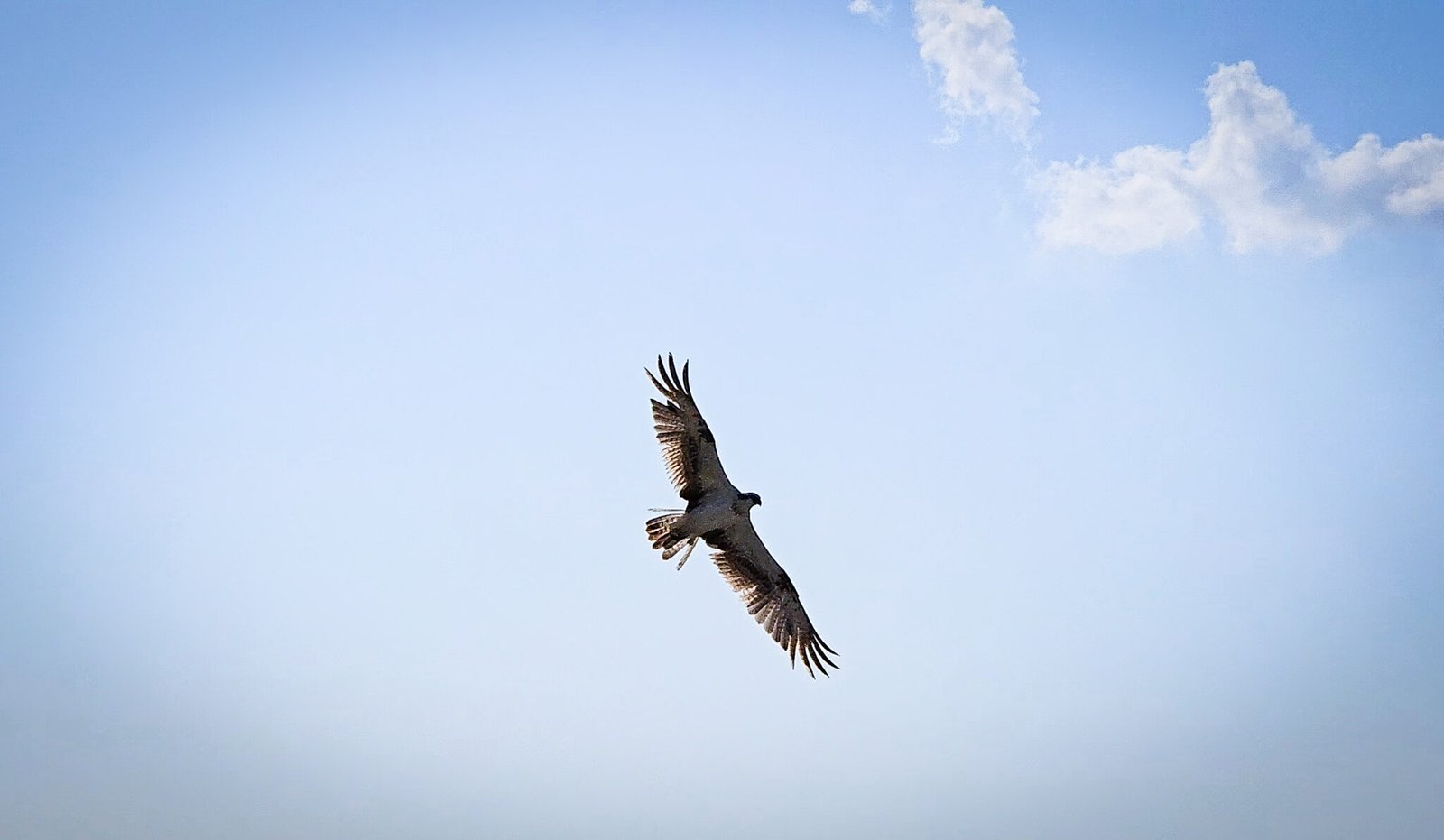 Western Osprey soaring with outstretched wings against blue sky with white clouds.