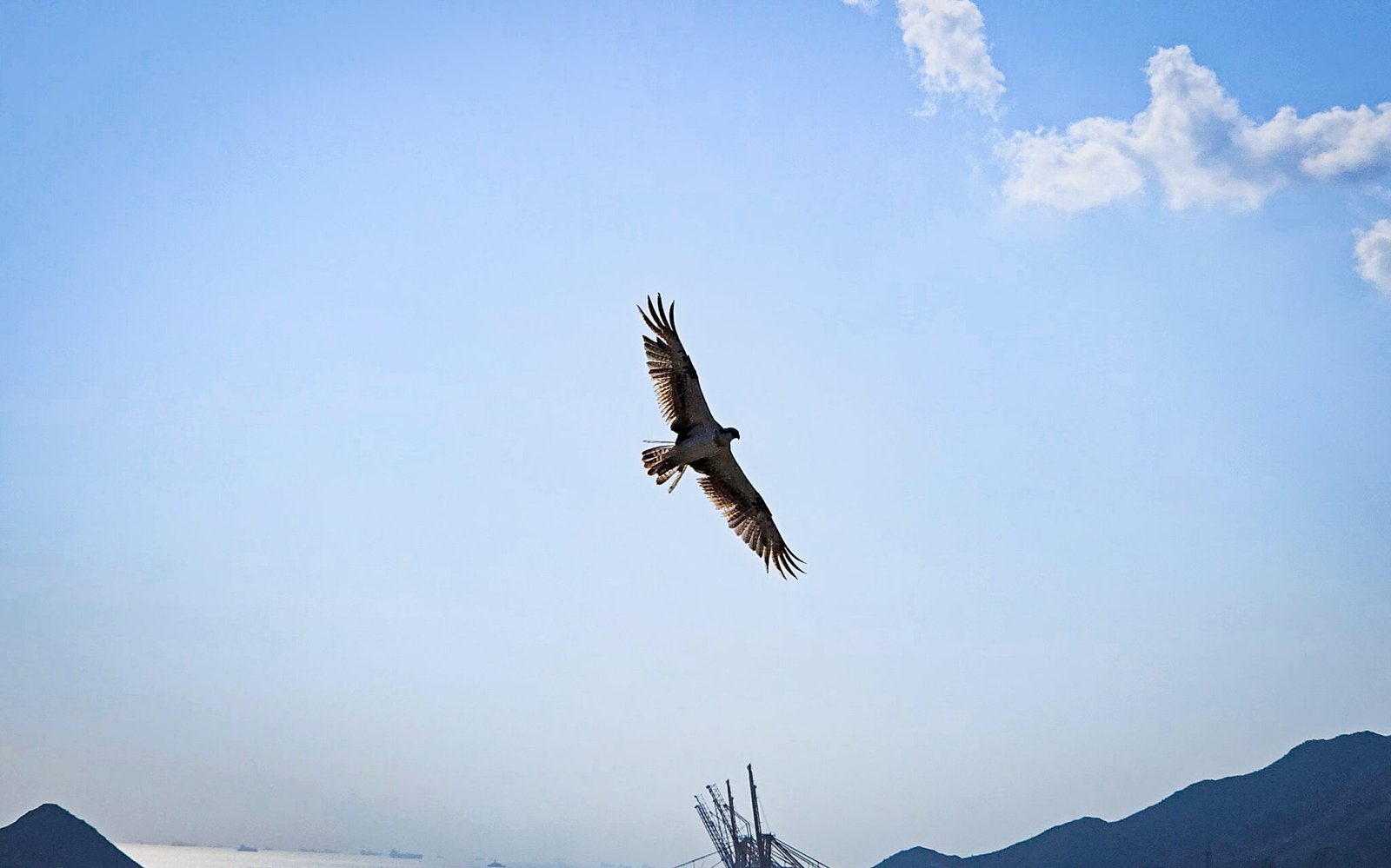 Western Osprey (Pandion haliaetus) soaring with wings spread against blue sky with Al Rabi Mountain, Khorfakkan port cranes, and Shark Island visible below.